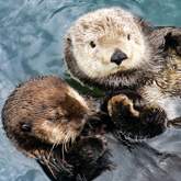 Vancouver Aquarium